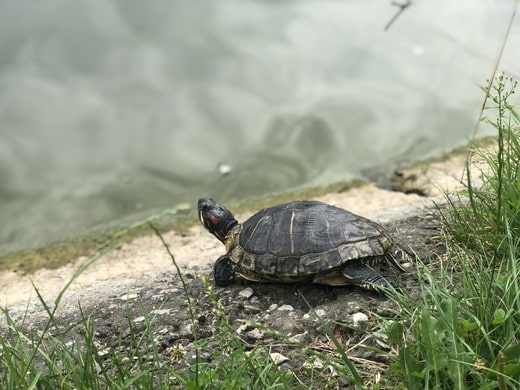 A turtle, affectionately named "Kiki," staring thoughtfully out over a lake in a park in Moscow