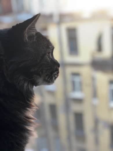 My host family's cat, staring out of my bedroom window onto the hollow alley at the center of the apartment building in Saint Petersburg.