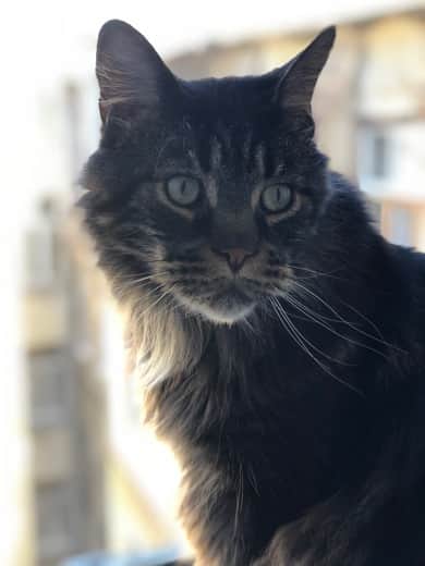 My host family's cat, retreating from my bedroom's window sill.